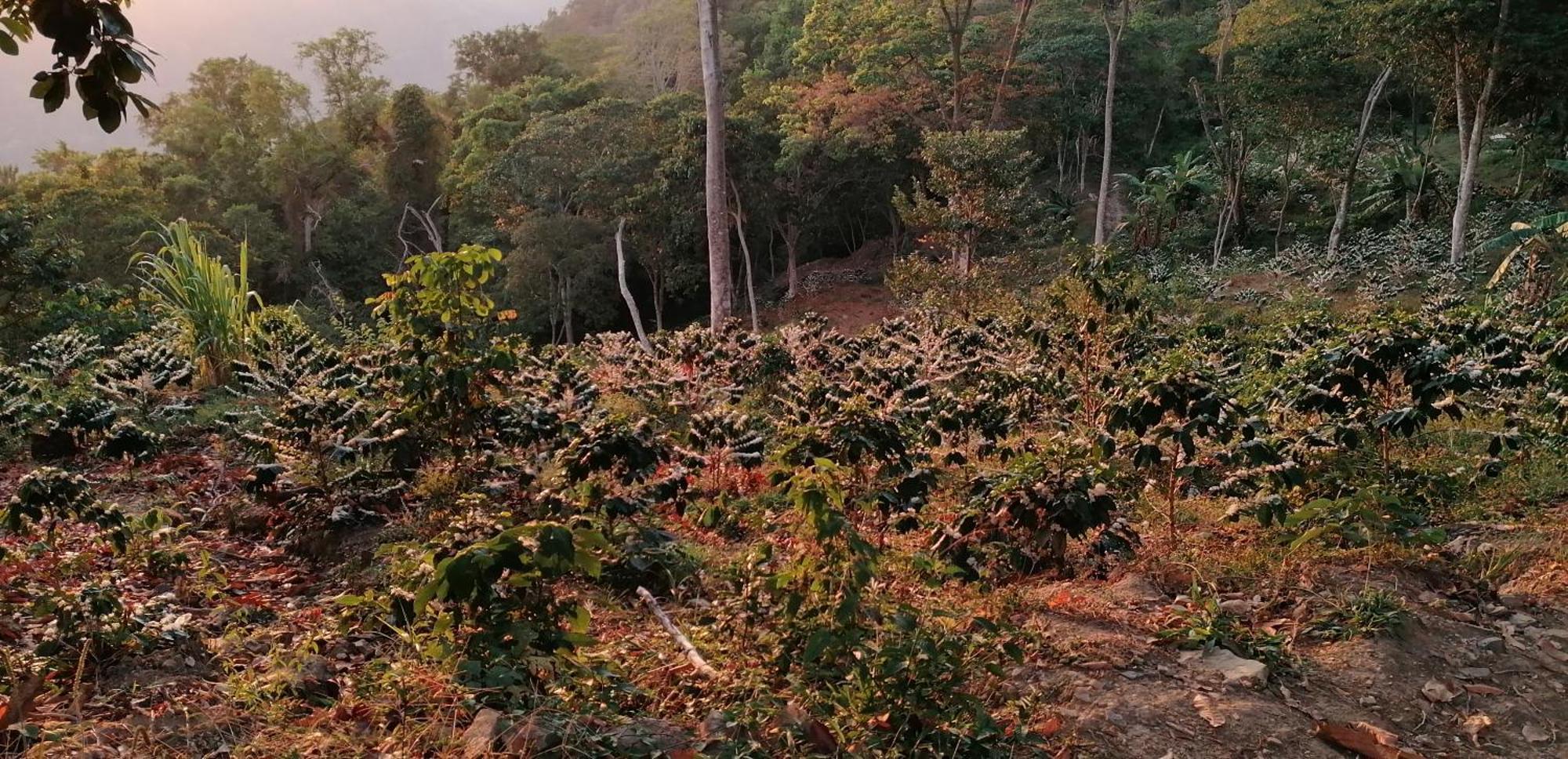 Mano Verde Minca Esterno foto
